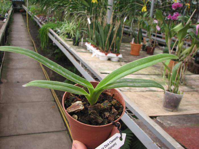 Phragmipedium Memory Dick Clements.jpg
