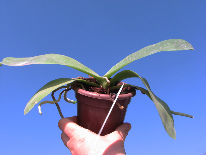 Doritaenopsis Sogo Meili x Phalaenopsis Ld's Bear Queen.jpg