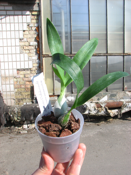 Encyclia mariae x citrina.jpg