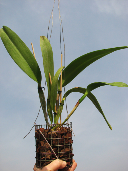 Cattleya dowiana var aurea.jpg