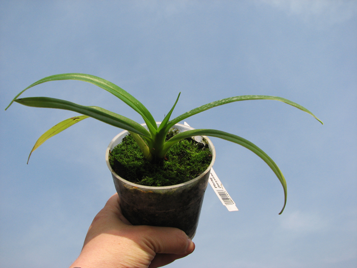 Phragmipedium Memory Dick Clements (besseae x sargentianum).jpg
