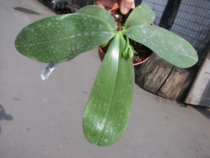 Phalaenopsis Princess Kailuani (violacea x amboinensis).jpg