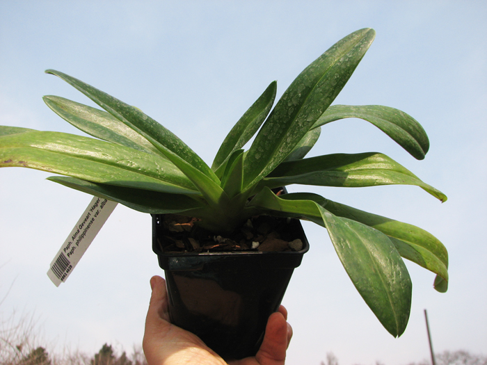 Paphiopedilum Alma Geveart 'Hager's' x Paphiopedilum philippinense var alba 'Kou'.jpg