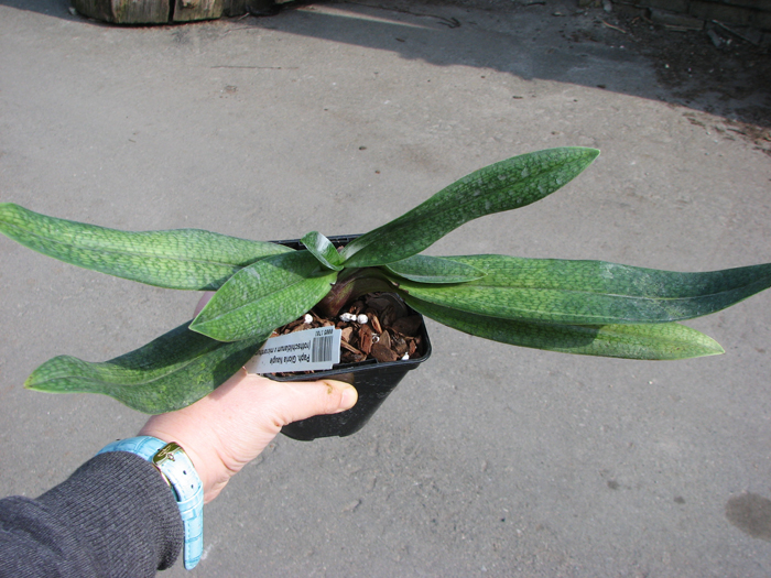 Paphiopedilum Gloria Naugle (rothschildianum x micranthum).jpg