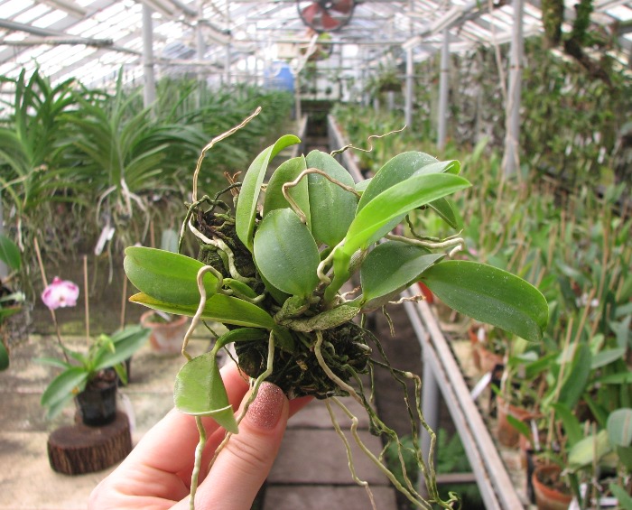 Laelia alaori escura II x Laelia alaori escura I .JPG