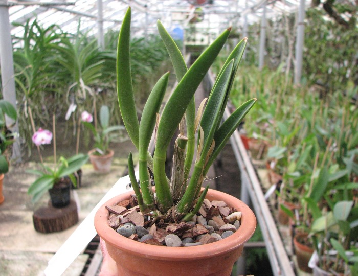 Laelia reginae.JPG