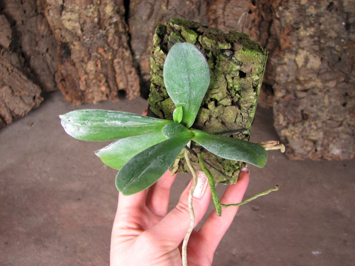 Aerangis articulata.JPG