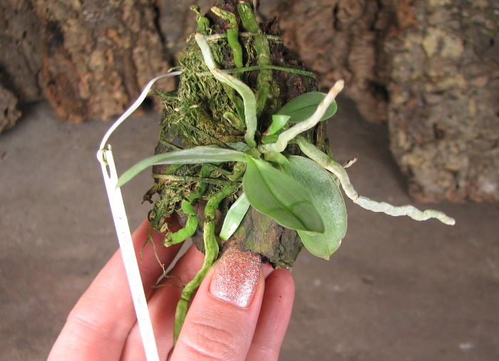 Phalaenopsis parishii.JPG