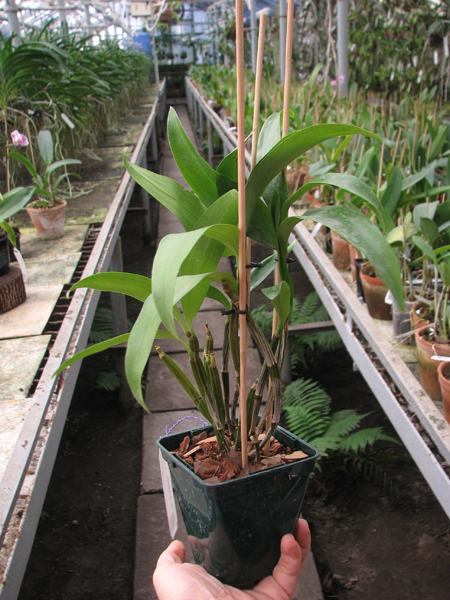 Dendrobium thyrsiflorum.jpg