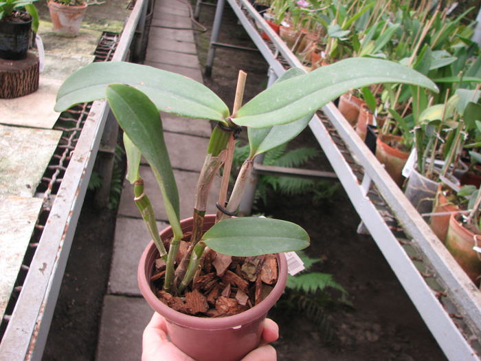 Cattleya amethystoglossa dark spots x sib.jpg
