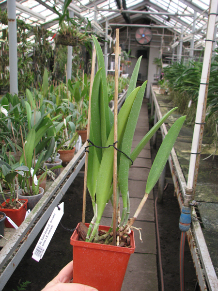 Brassocattleya Saint Andre (Cattleya dowiana aurea x Brassavola nodosa).jpg
