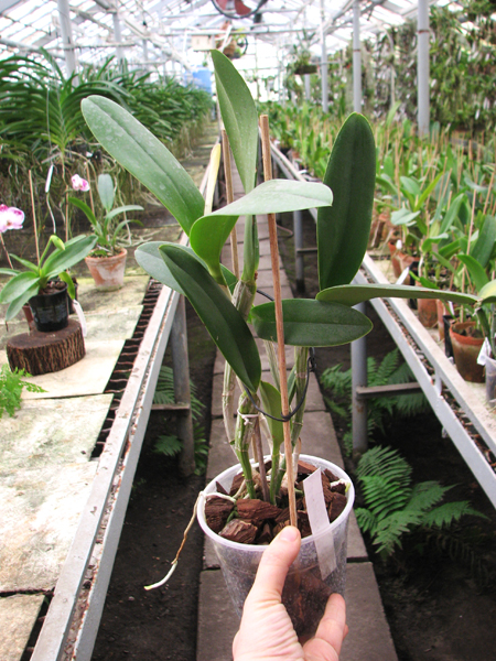 (Brassavola digbyana x Rhyncholaeliocattleya Young Kong) 'ORCHIS'.jpg