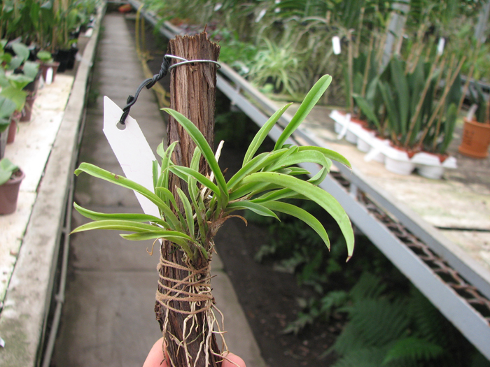 Oncidium (Tolumnia) Midas.jpg