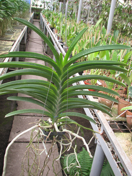 Vanda sanderiana x Vanda Pimchai Beauty.jpg