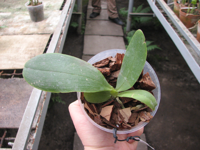 Phalaenopsis Orchid World.jpg