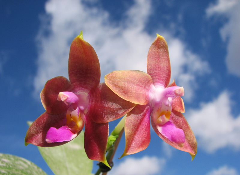 Phalaenopsis Penang Girl.jpg