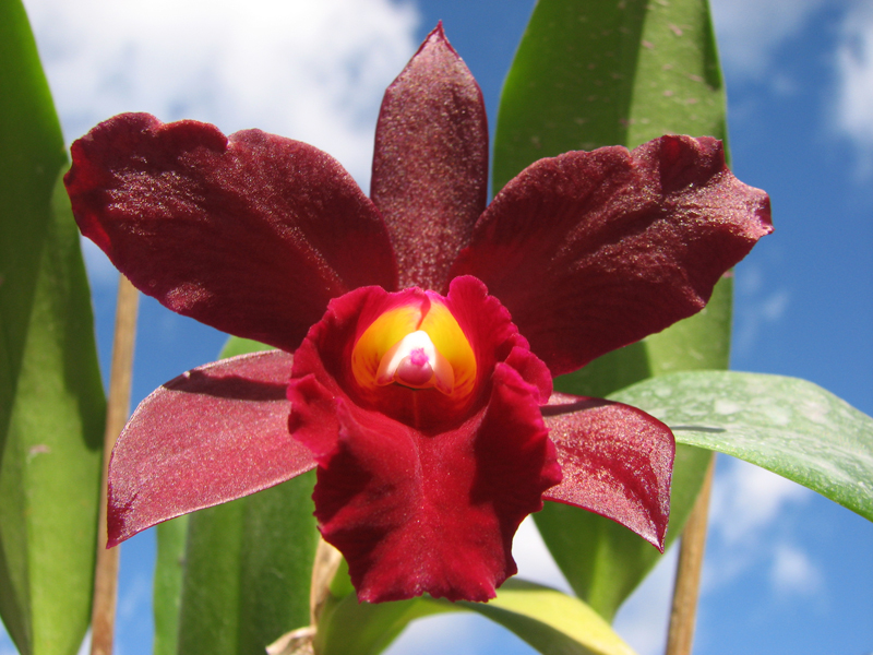 Sophrolaeliocattleya Tutankamen 'Pop'.jpg