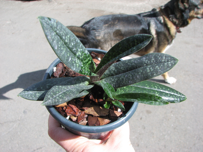 Paphiopedilum Magic Lantern (micranthum x delenatii).jpg