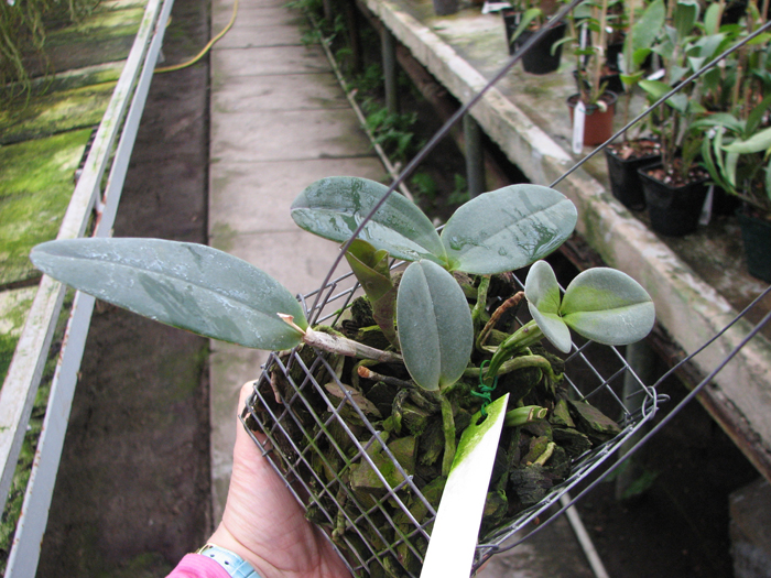 Cattleya schilleriana 'Agua Surda' x Cattleya schilleriana 'Olinda'.jpg