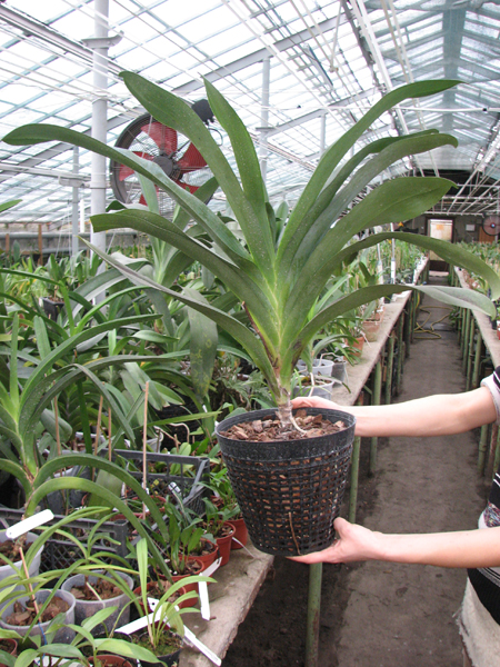 Angraecum Veitchii.jpg
