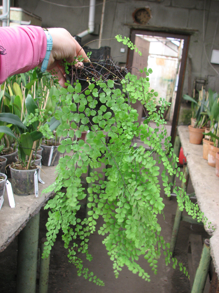 Adiantum venustum.jpg