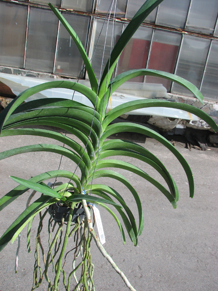 Vanda Thananprai x Ascocenda Fuchs Sunset - Dr Anek.jpg