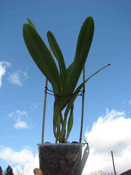 Laeliocattleya Canhamiana semi-alba.jpg
