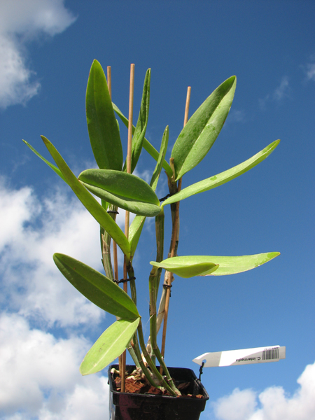 Cattleya intermedia.jpg