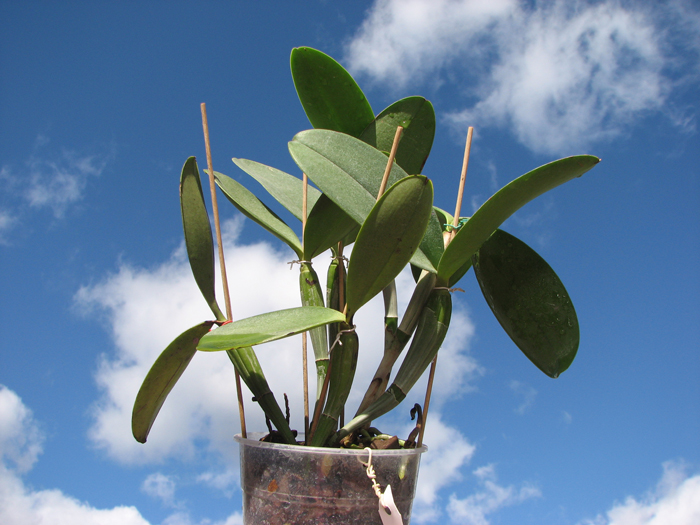Cattleya violacea.jpg