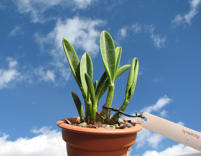 Laelia ghillanyi.jpg