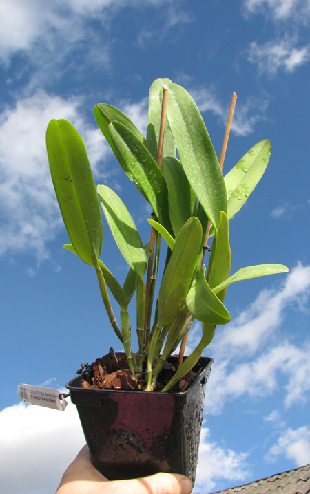 Laelia purpurata rubra flamea 'Osorio' x Cattleya leopoldii 'Marrom Glace'.jpg