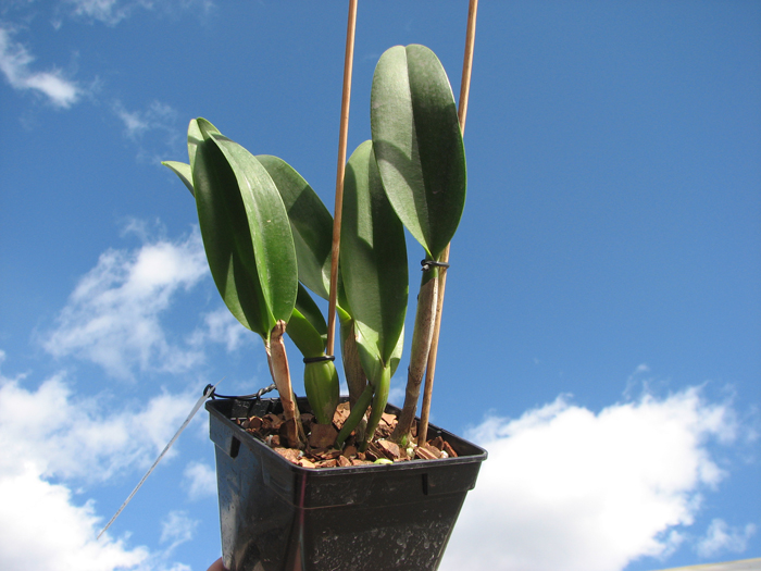 Cattleya Moscombe x Brassolaeliocattleya Ports of Paradise 'Emerald Isle' x Brassavola digbyana 'Mr Pig'.jpg