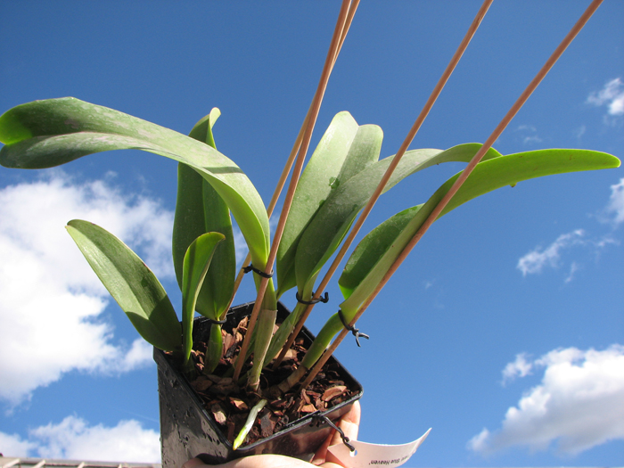 Laeliocattleya Dinard 'Blue Heaven'.jpg