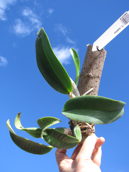 Cattleya nobilior.jpg