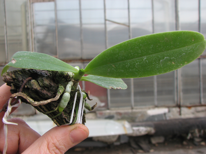 Phalaenopsis cornu cervi var thalebanii.jpg