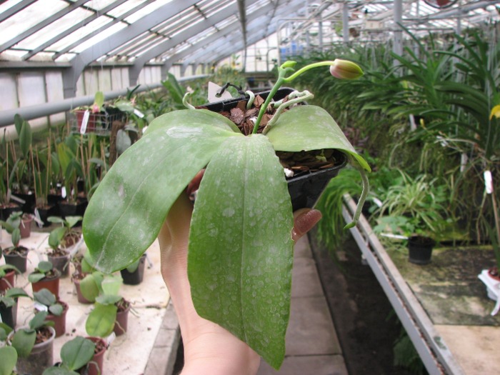 Phalaenopsis Jennifer Palermo x Phalaenopsis LD's Bear Queen.JPG