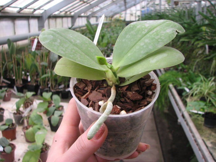 Phalaenopsis Hannover Passion.JPG