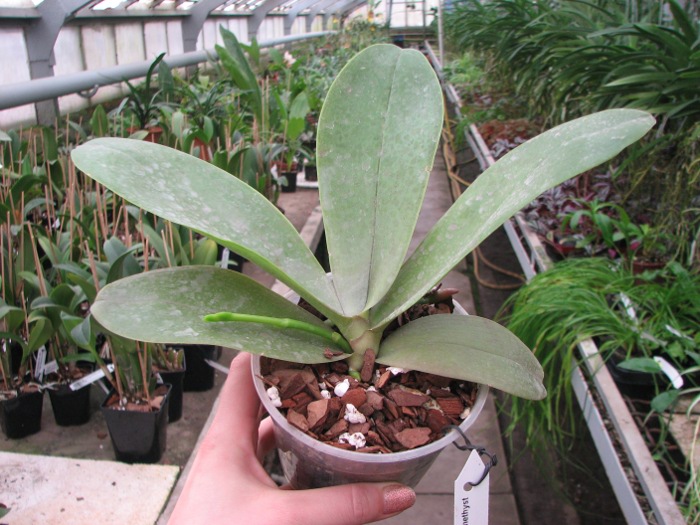 Phalaenopsis Ho's Lovely Amethyst.JPG