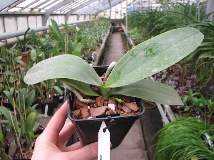 Phalaenopsis Natasha 'Aiko'.JPG