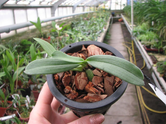 Aerangis verdickii.JPG