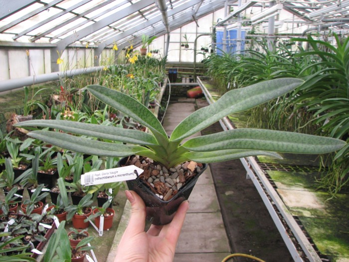 Paphiopedilum Gloria Naugle (rothschildianum x micranthum).JPG