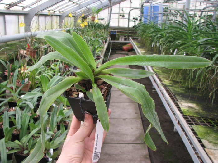 Paphiopedilum spicerianum.JPG