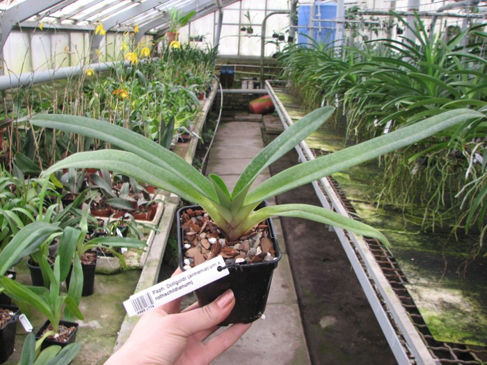 Paphiopedilum Dollgoldi (armeniacum x rothschildianum).JPG