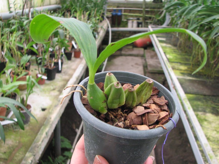 Coelogyne chloroptera.JPG