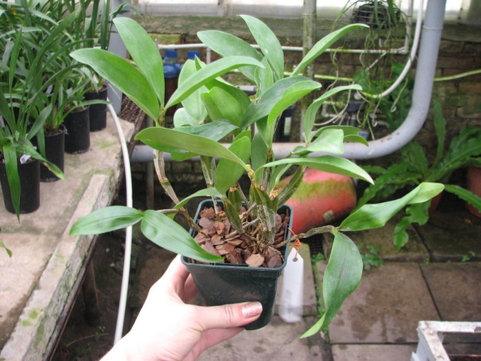 Dendrobium farmeri.JPG
