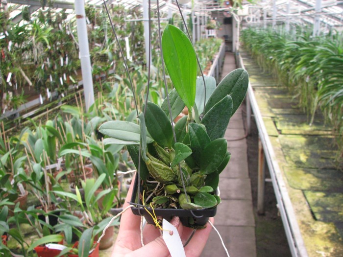 Dendrobium aggregatum.JPG
