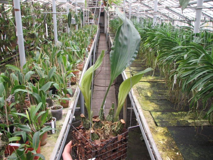 Stanhopea nigripes.JPG
