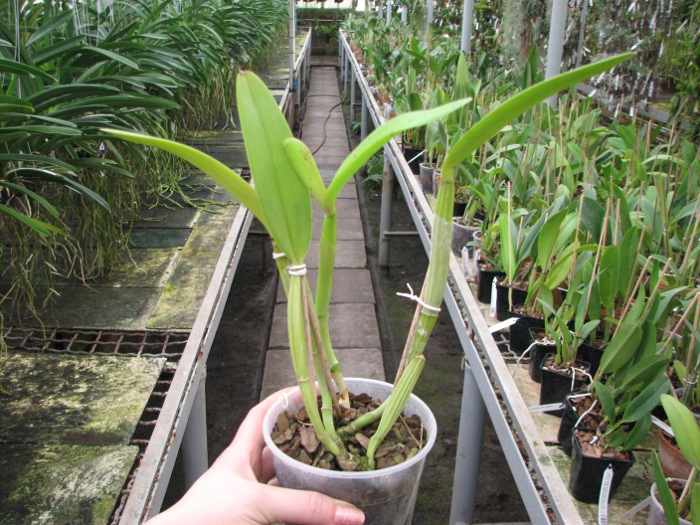 Cattleya lueddemanniana alba 'OMG' x Cattleya lueddemanniana coerulea 'Siquesique'.JPG