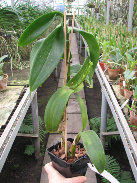 Dendrobium Supernova.jpg