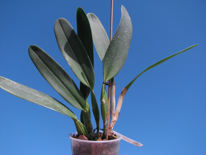 Laeliocattleya C G Roebling 'Blue Indigo' (Cattleya gaskelliana x Laelia purpurata).jpg